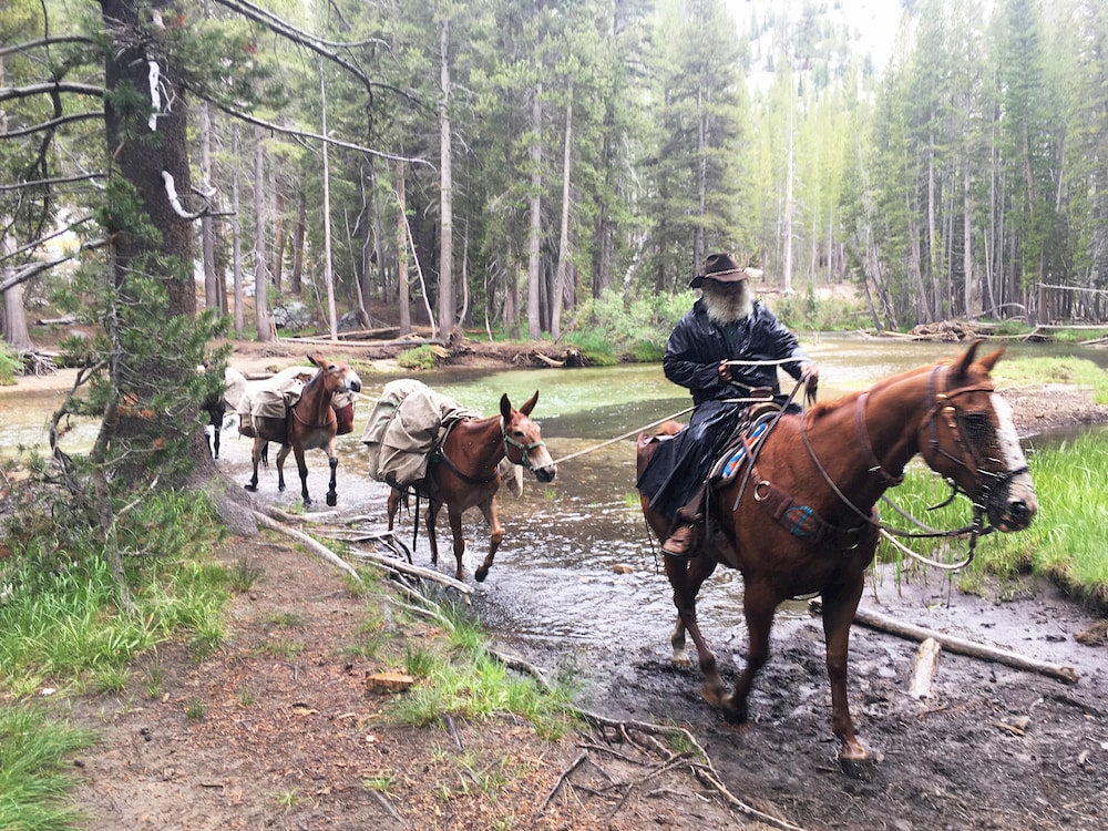 Man crossing river on John Muir Trail with horses and mule 