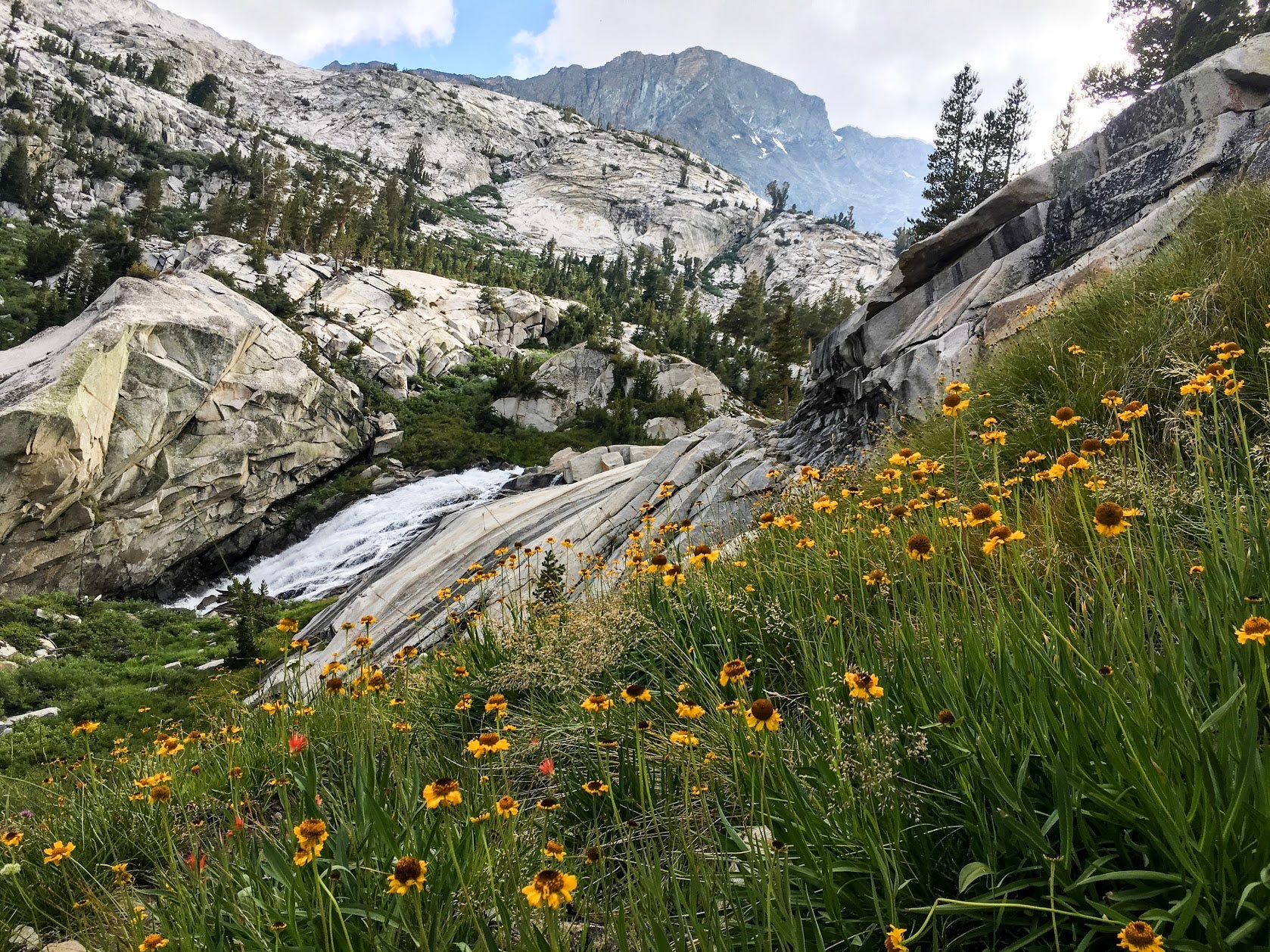 Wildflowers with granite rock and sky in background 