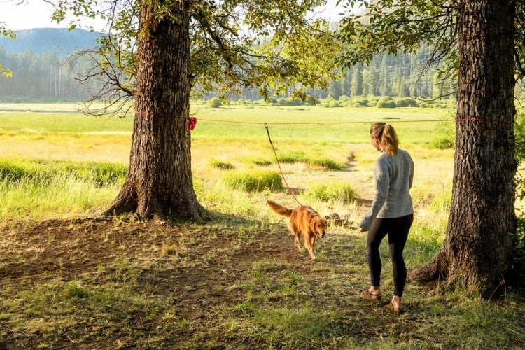 Why You Should Try a Dog Leash “Zip Line” At the Campground