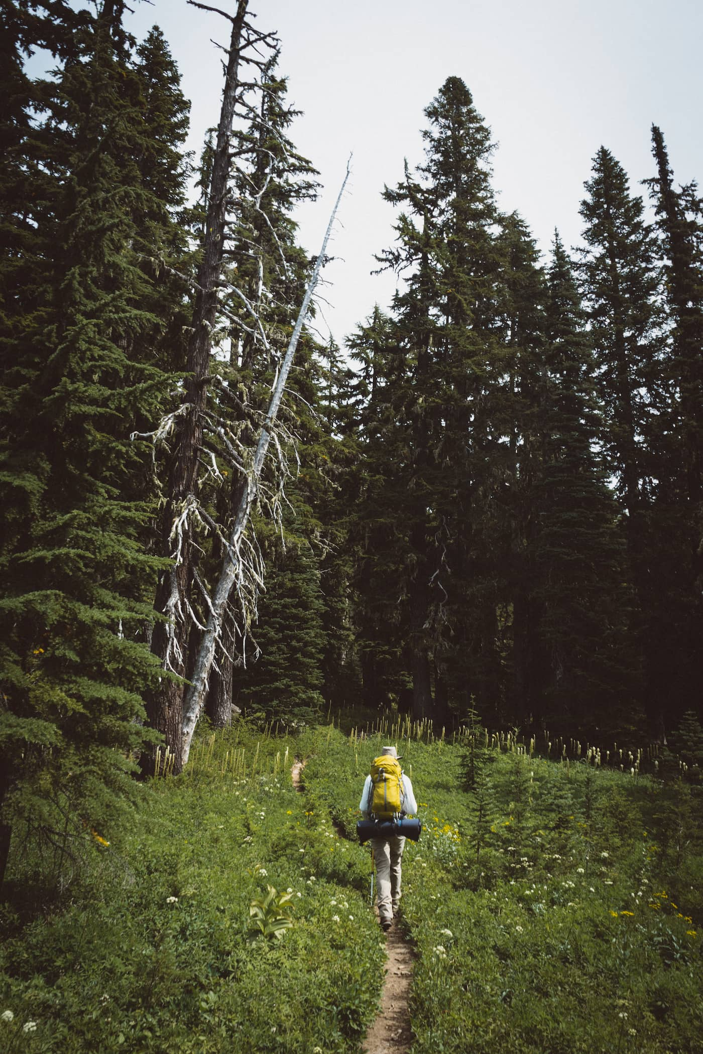 Backpacker walking along trail into a forest.