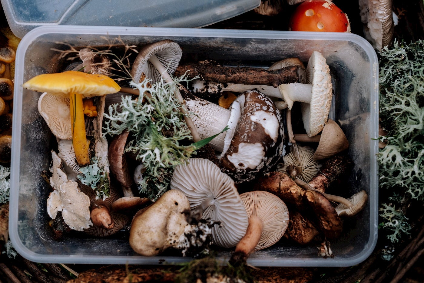 Foraged mushrooms in a container.