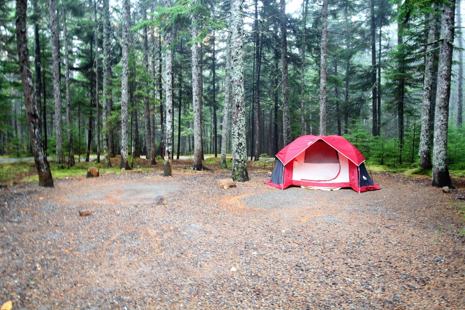 Red tent pitched in large campsite in the middle of a foggy forest.