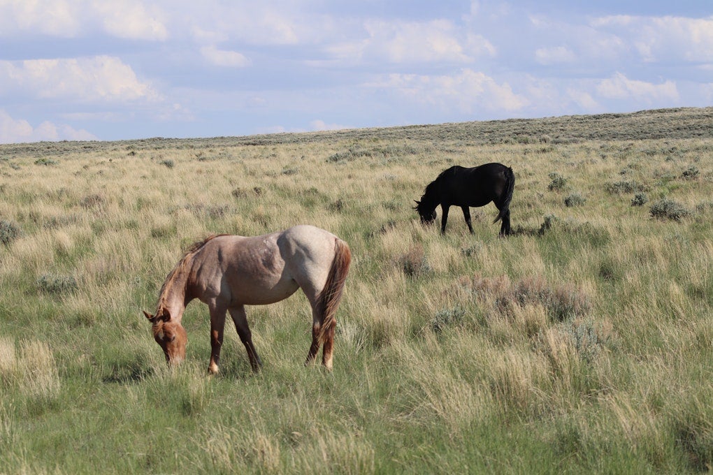 brown horse and black horse grazing in long grass 