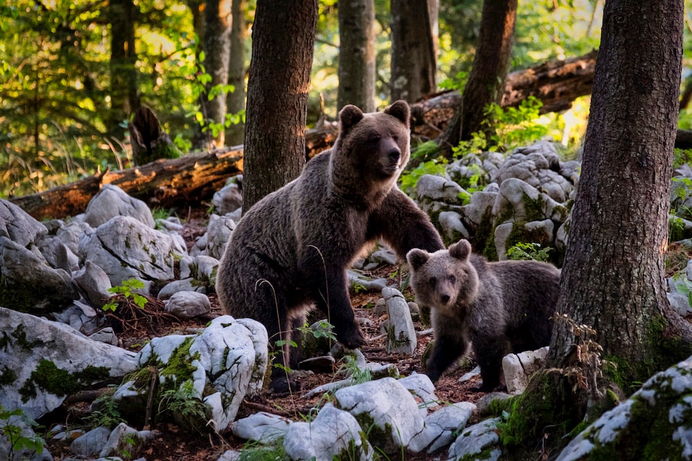 Mother and baby bear in woods