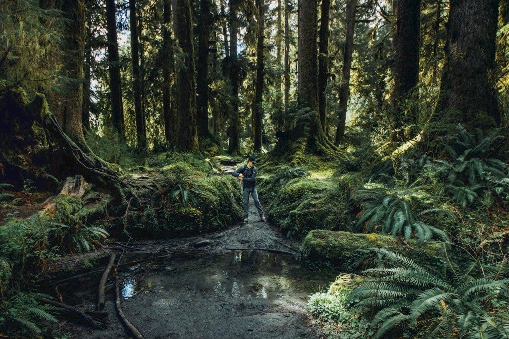 Person hiking in the Hoh rainforest.
