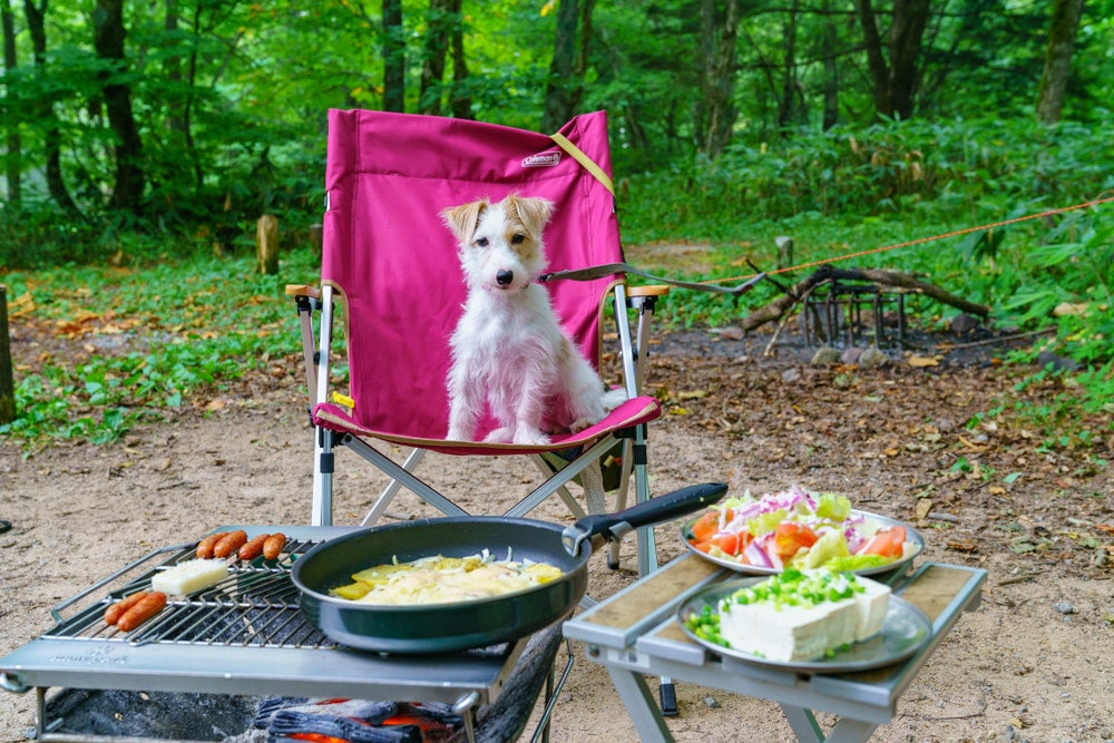 a dog sitting on a camping chair tied to a zip line