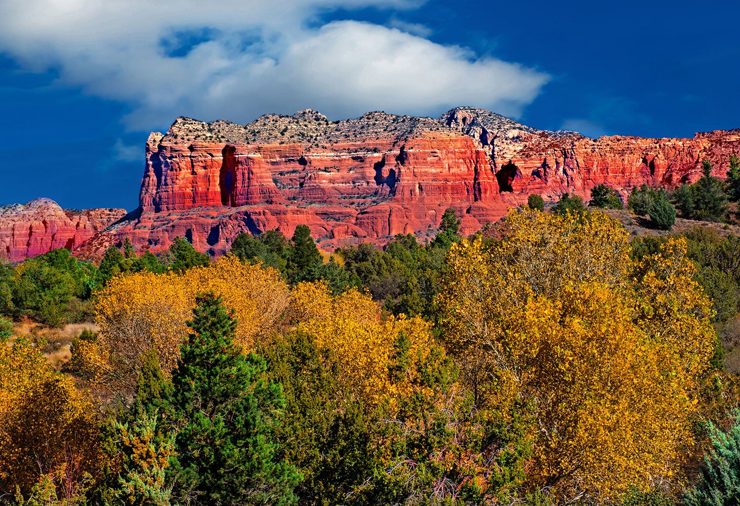 trees with yellow leaves in front of red cliffs and blue sky 