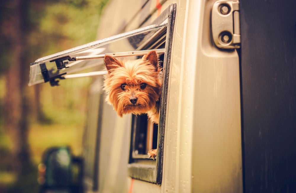 Small teacup dog sticking its head out of the window of an RV.