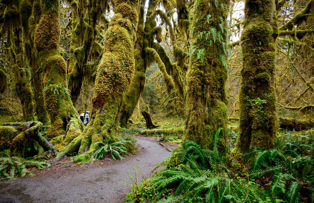 Moss covered trees in the Hoh rainforest.