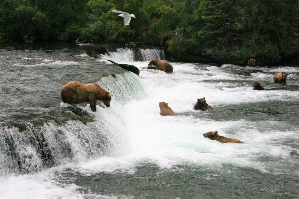 a group of bears waiting for fish in the brooks falls area of katmai national park in alaska