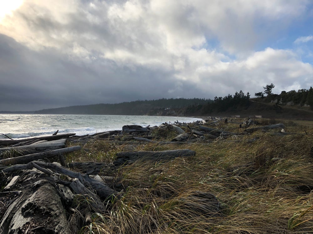 image of a beach with grass and driftwood near mountains