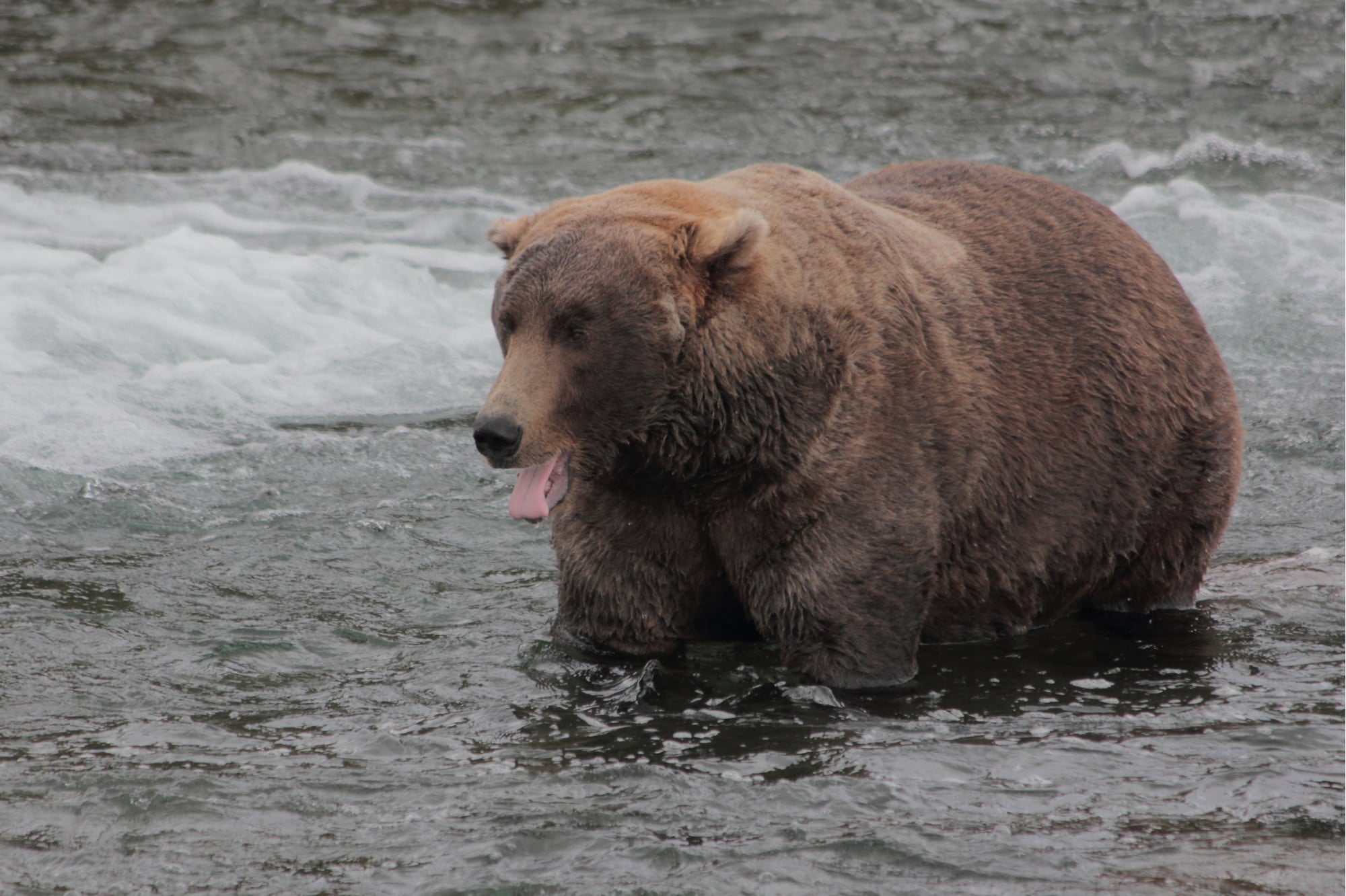 a very fat bear in the river in alaska