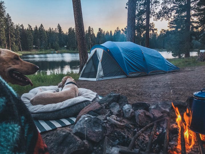 two dogs and a blue tent next to a lake 