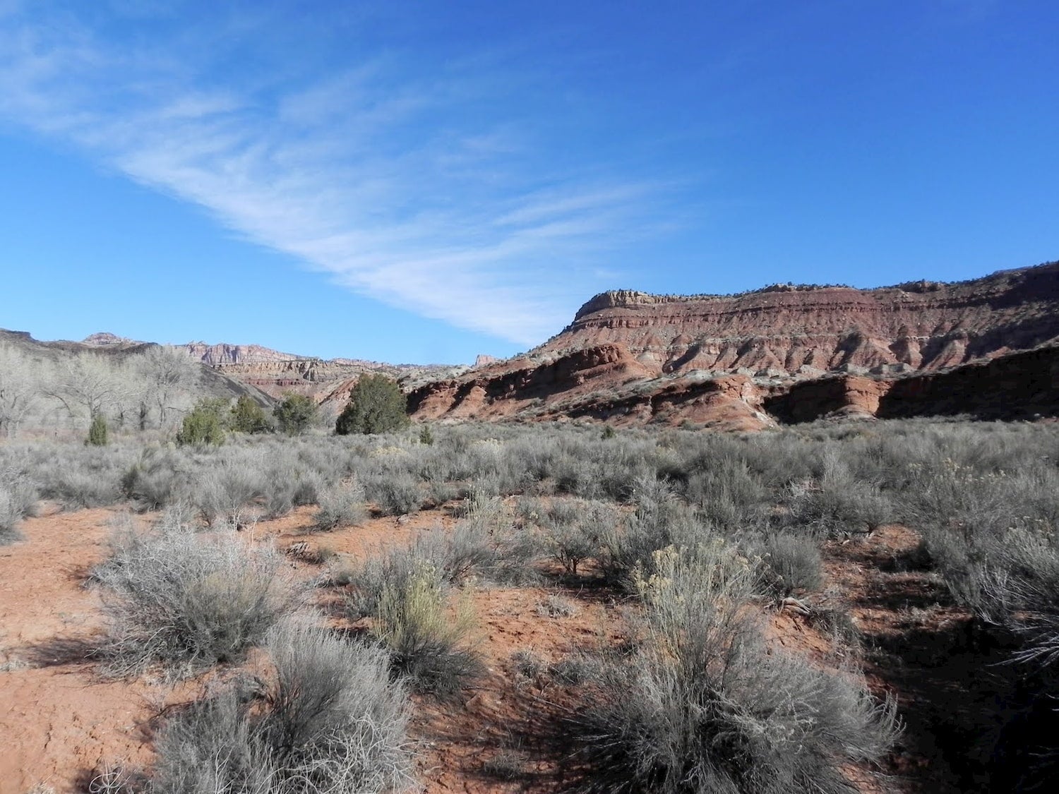 scrub bush and red rocks in a utah desert