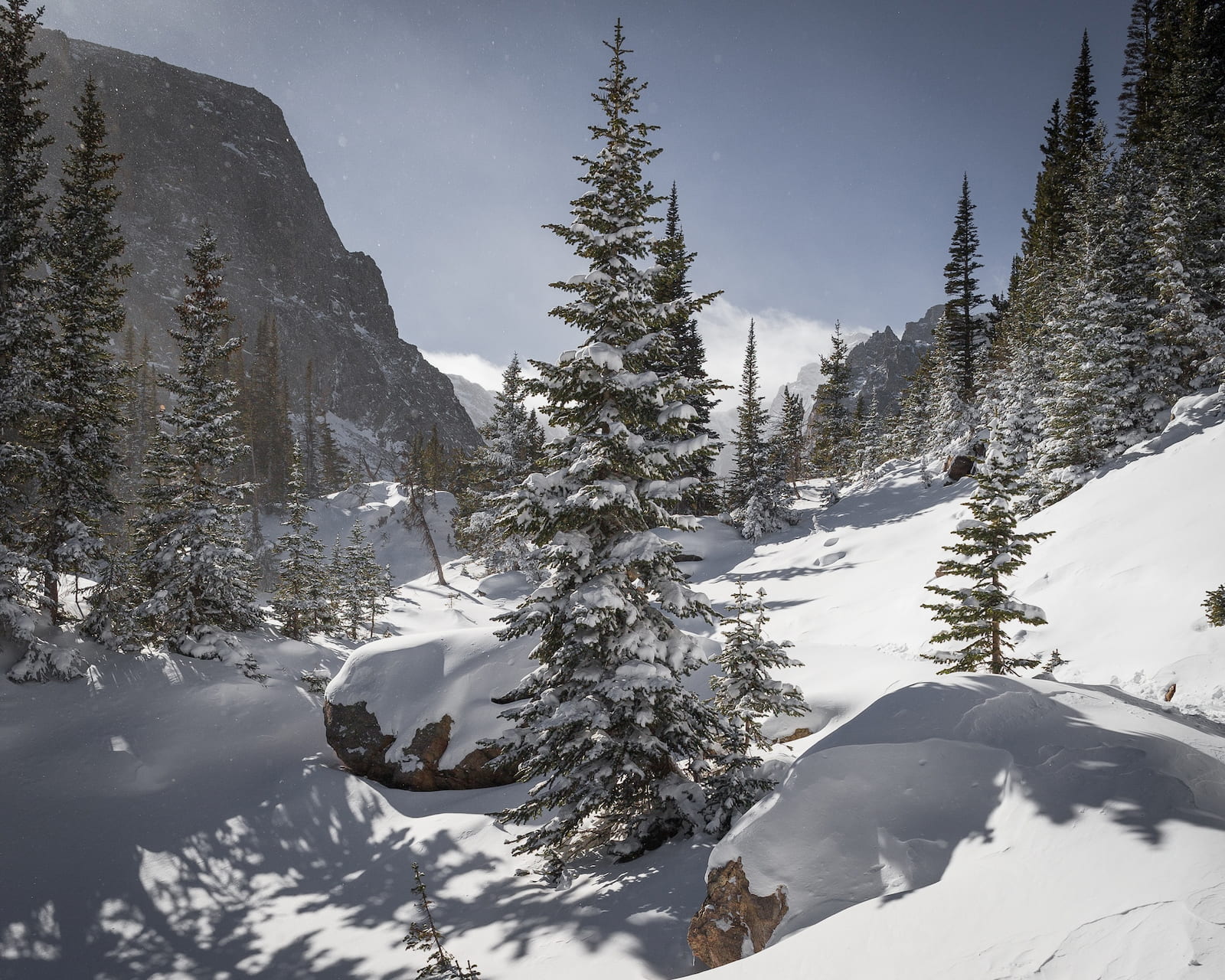 Snow covered forest in the rocky mountains.