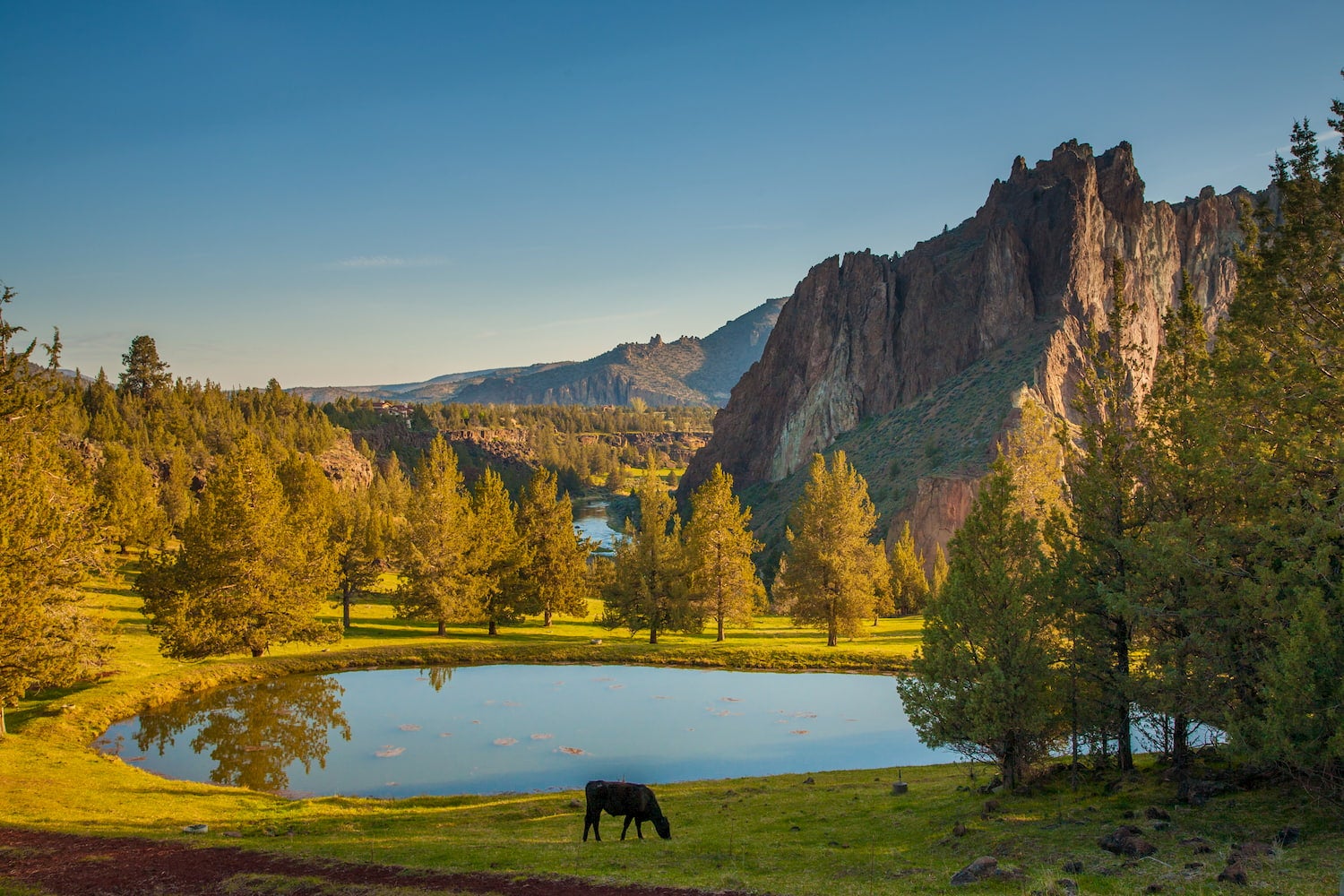 cow in front of lake at smith rock state park