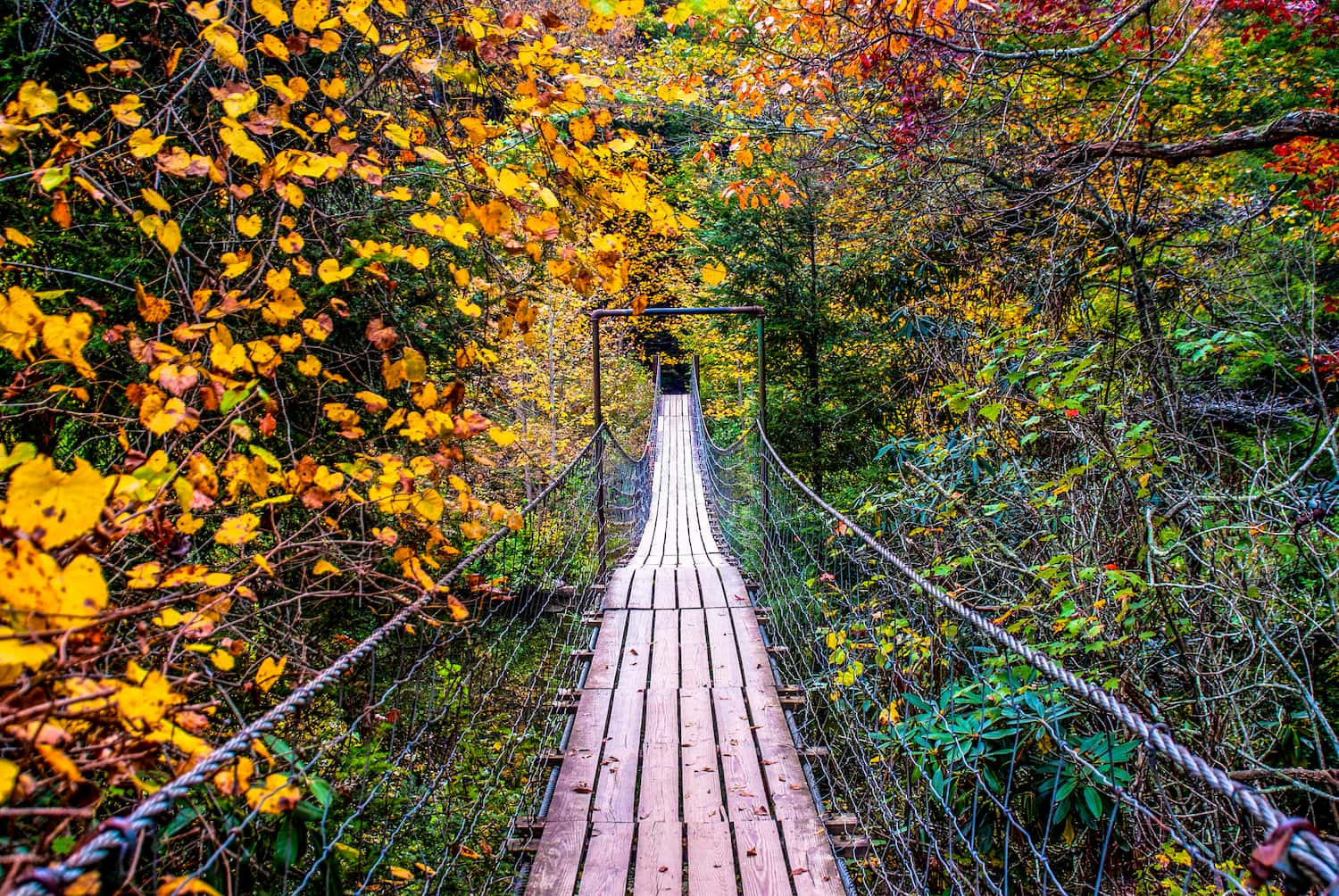 bridge going through colorful dense fall forest