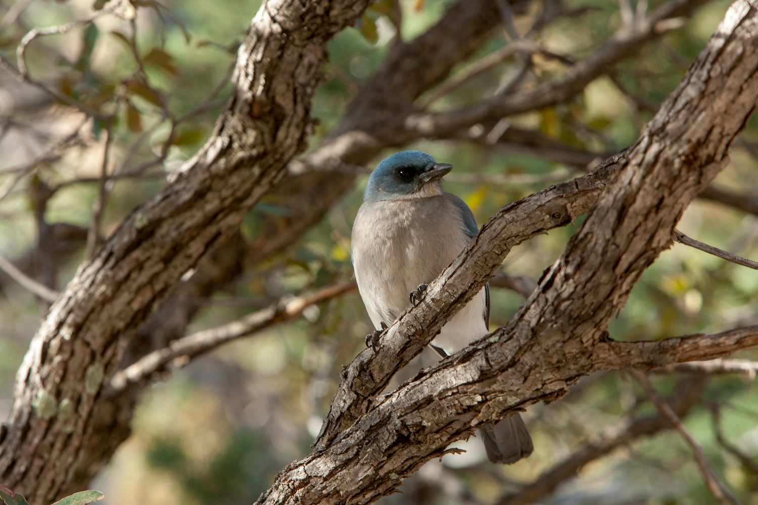 Mexican Jay sitting on a tree branch