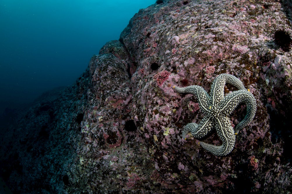 giant sea star on a rock