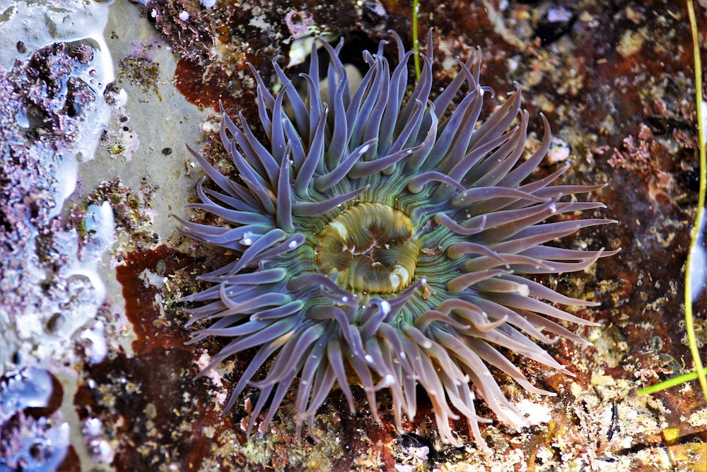 starburst anemone