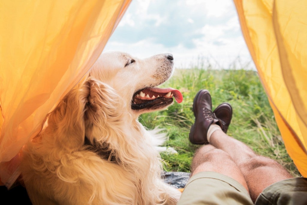 dog and person sitting inside of tent