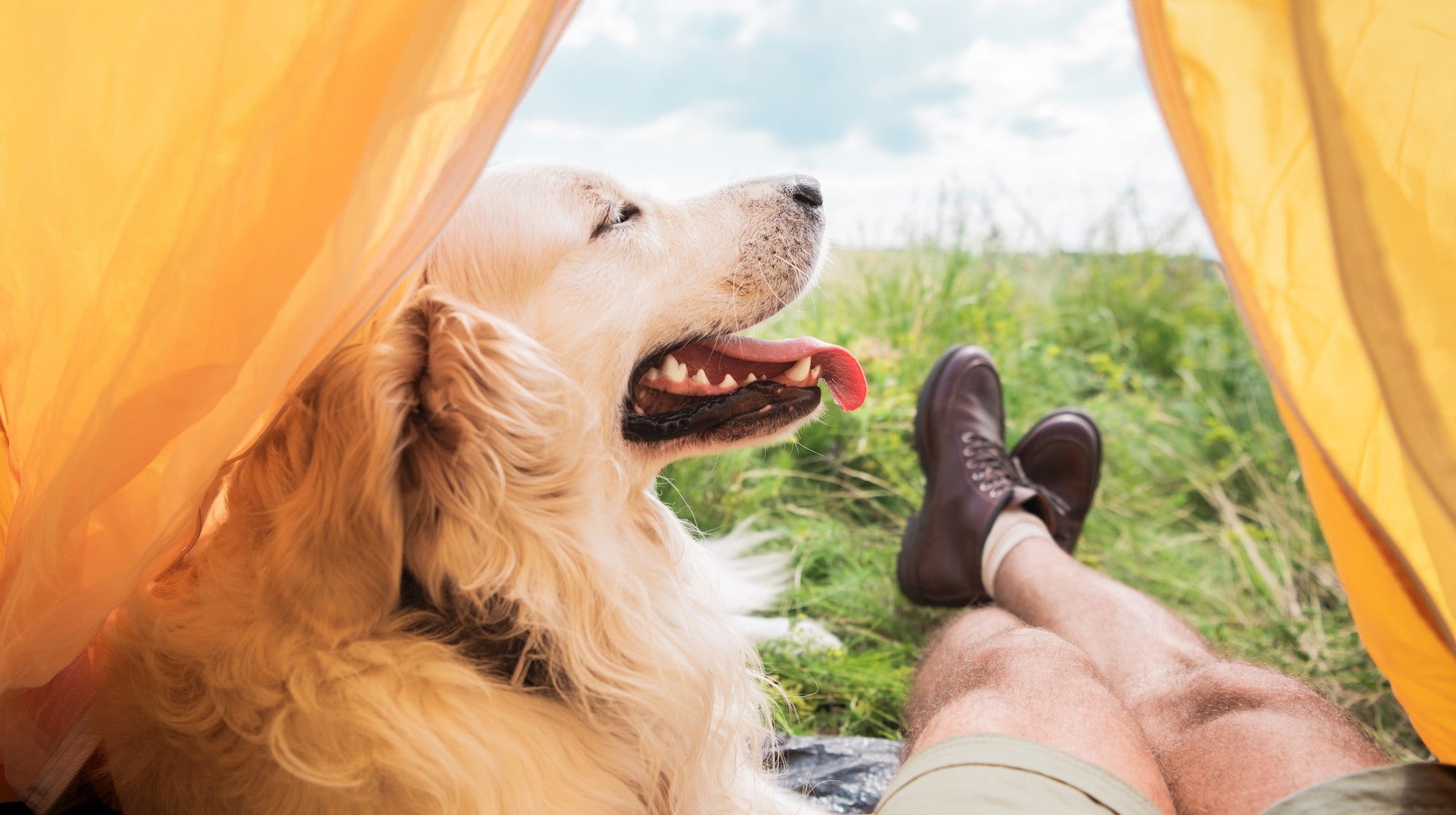 10 Dog Friendly Campgrounds In California For Canine Camping