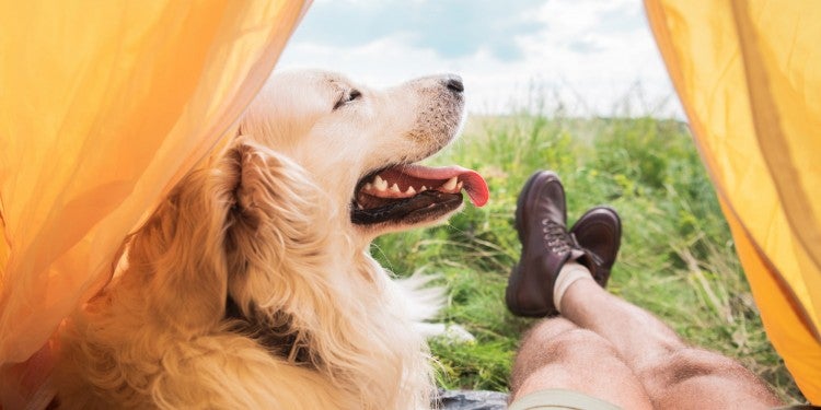 dog and person sitting inside of tent