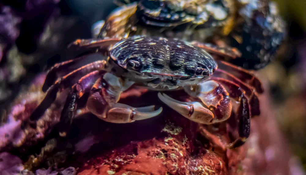 striped shore crab