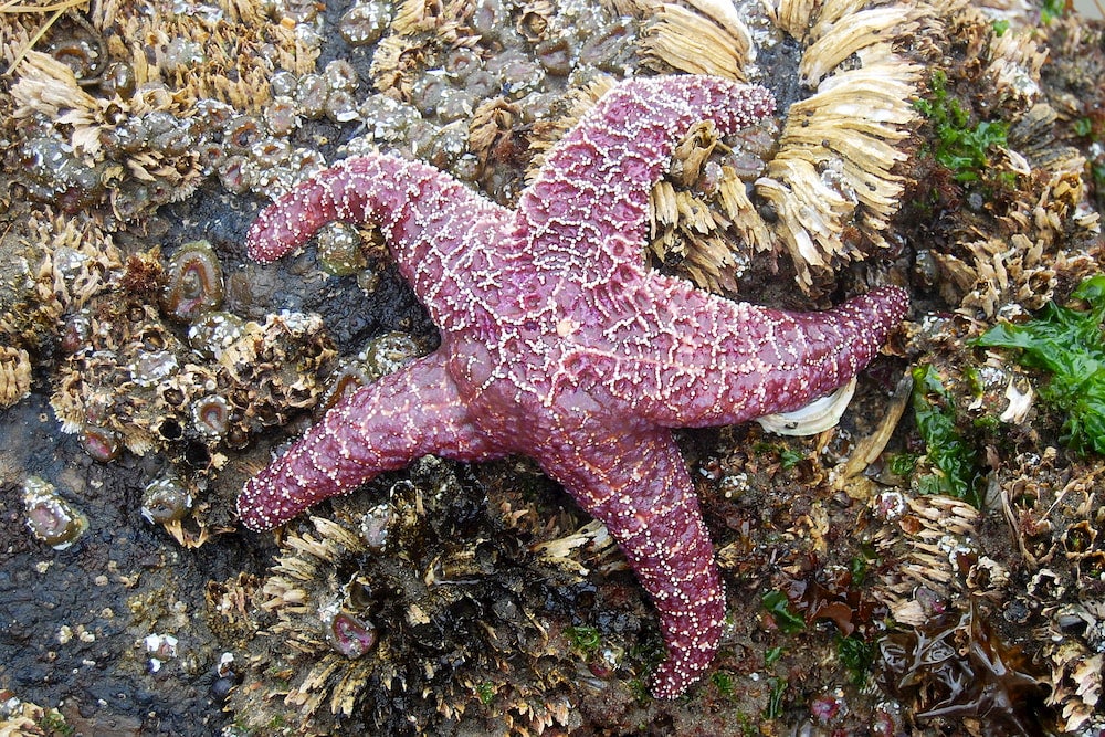 ochre sea star