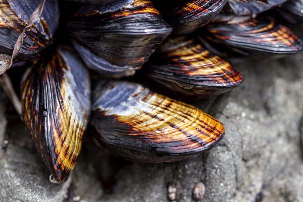 california mussel