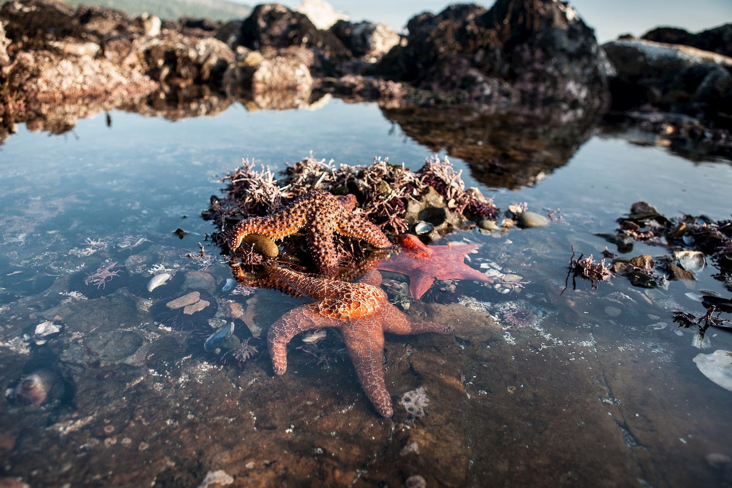 seastars exposed in low tide