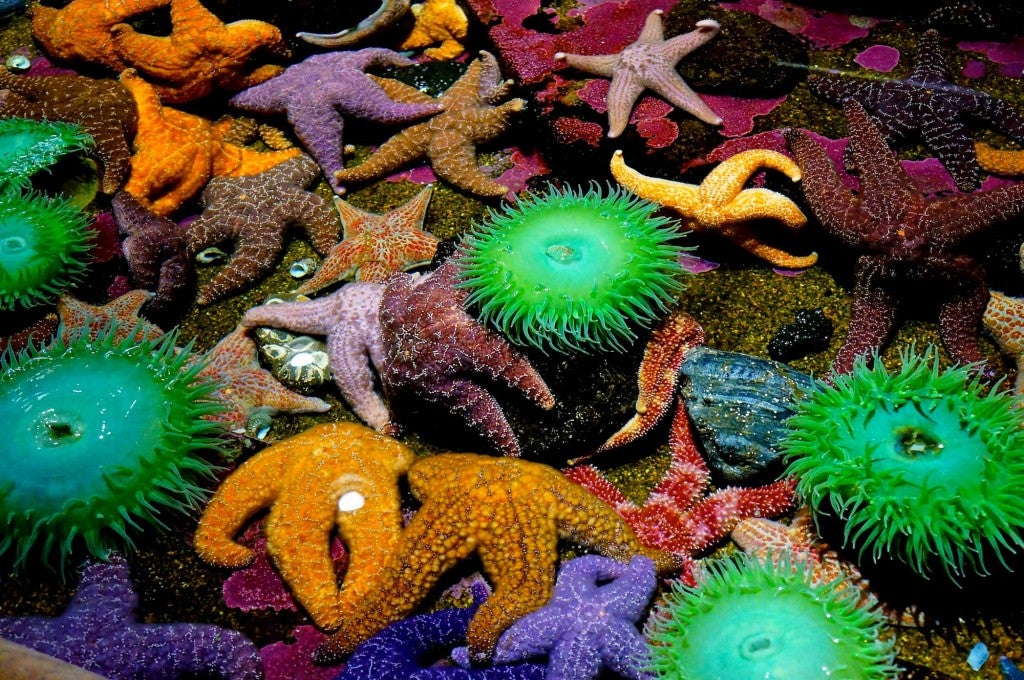 close-up of many colorful tidepool creatures