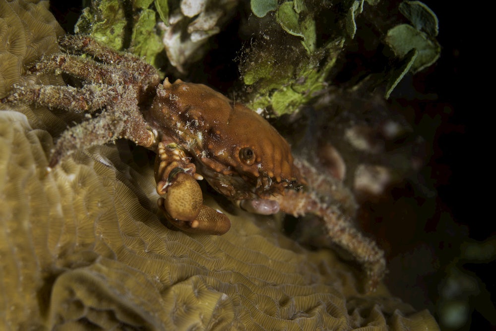 hairy hermit crab