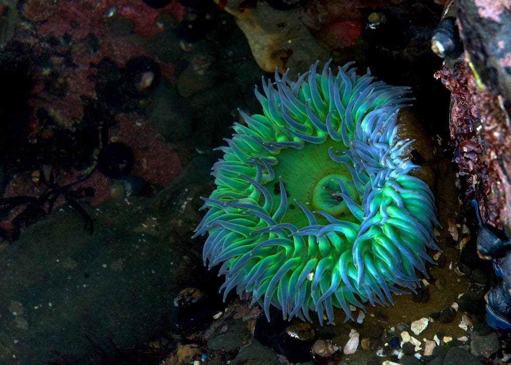 giant green anemone