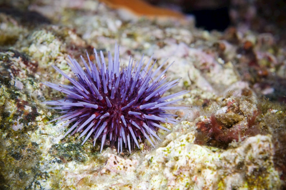 purple sea urchin