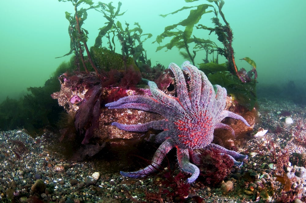 sunflower sea star