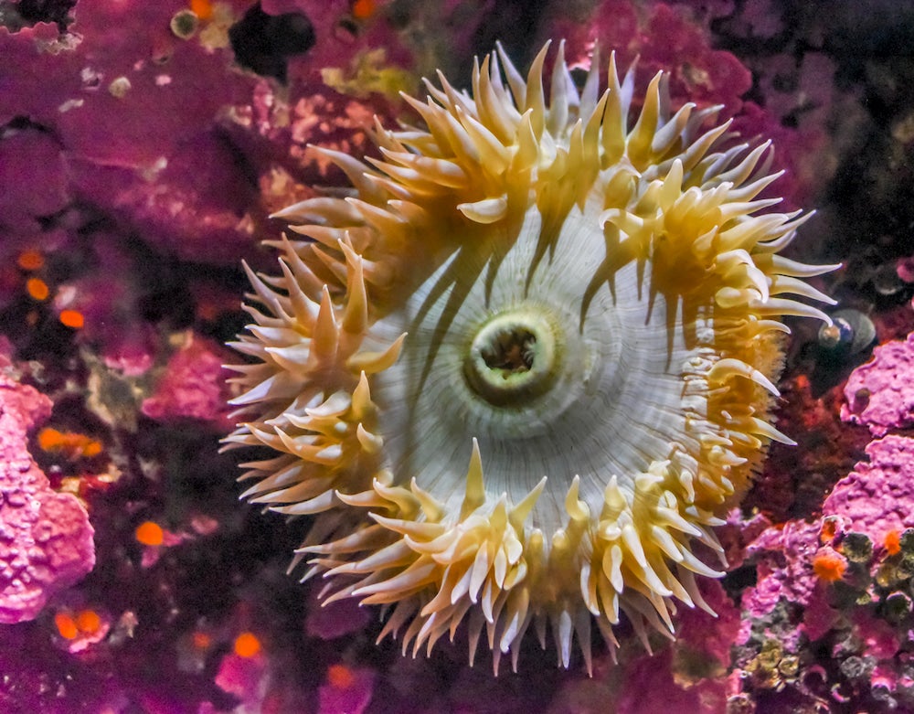 an aggregating anemone