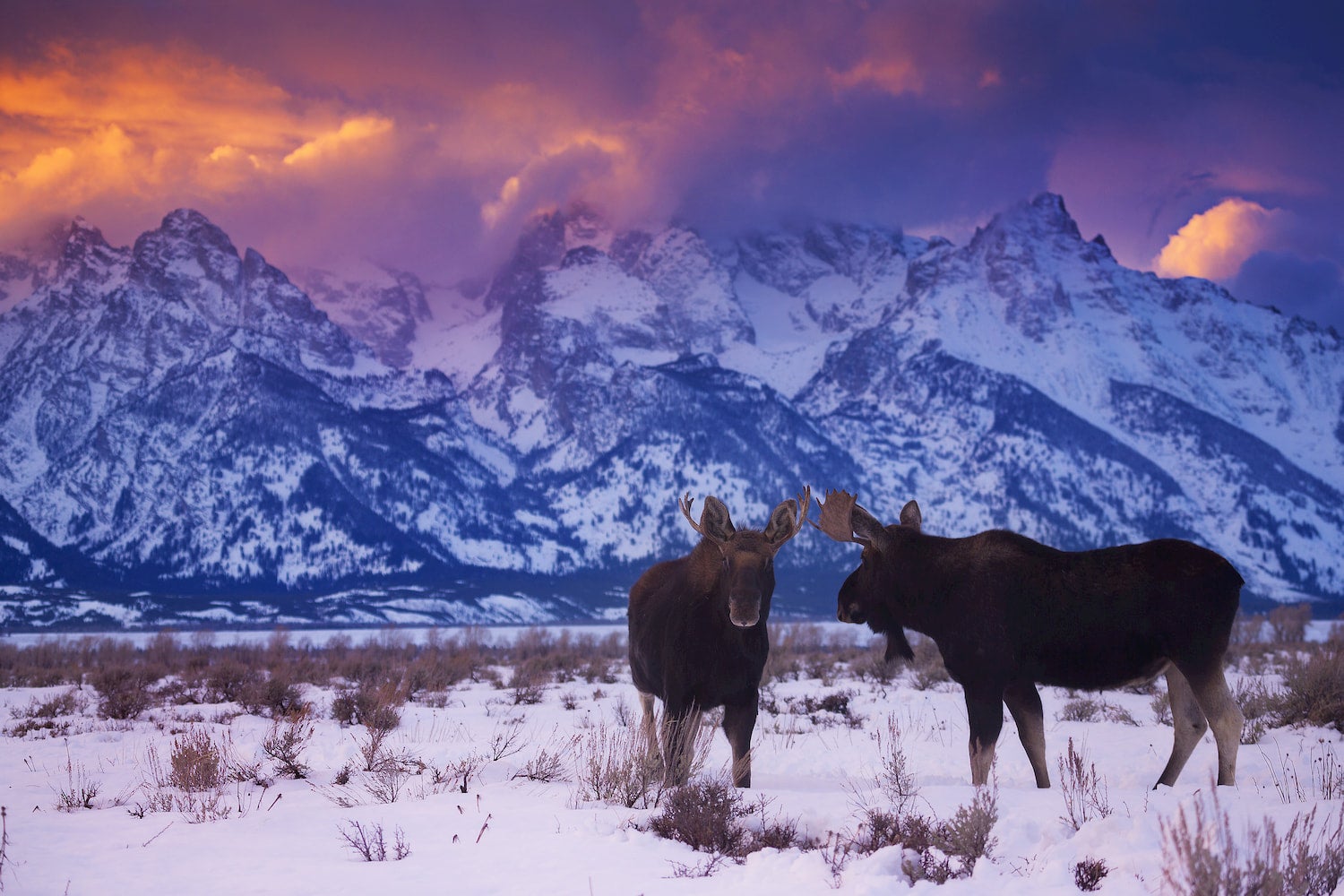 bull moose in winter at grand tetons