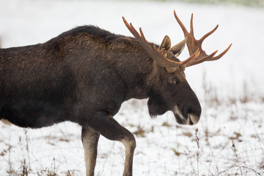 Moose walking in snow