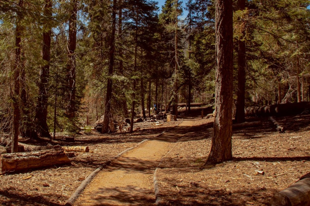 Awe In Arboreal Wonder At Giant Sequoia National Monument