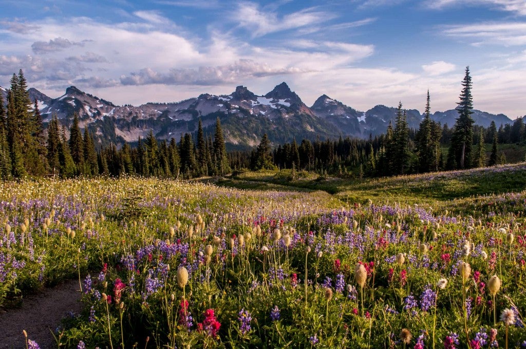 Wildflowers in the foreground beside hiking trail, mountain range in the background.