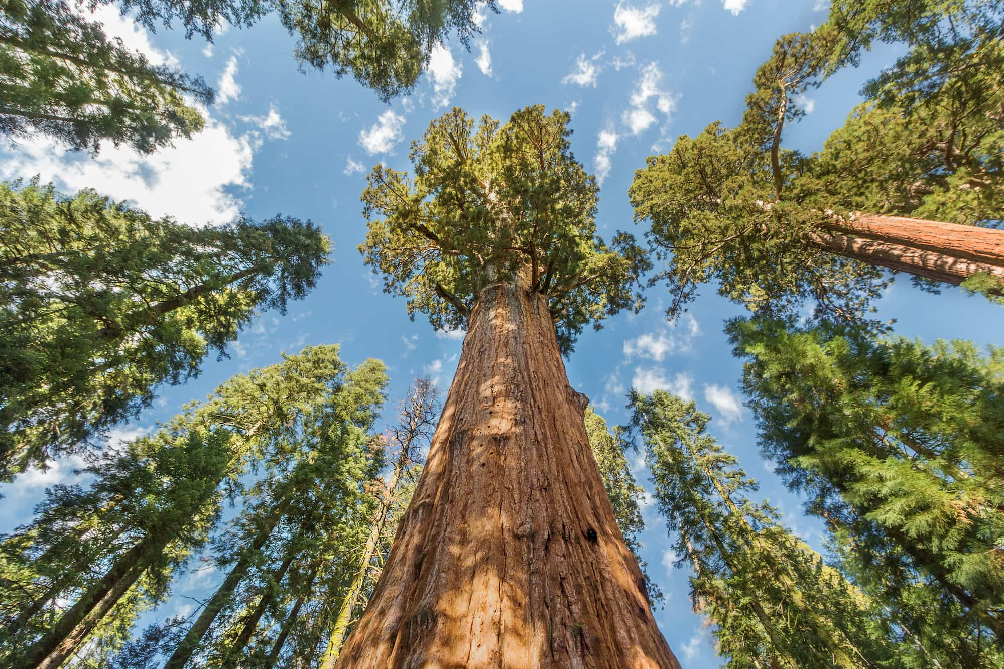 looking up at giant sequoias