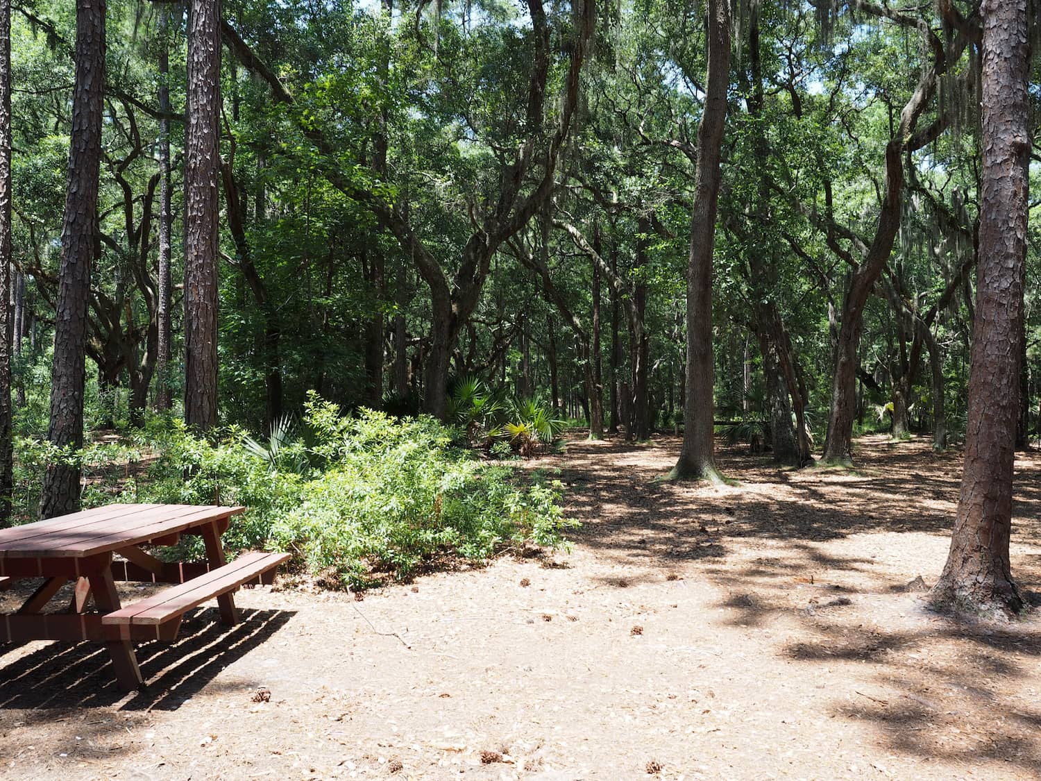 trees and picnic bench