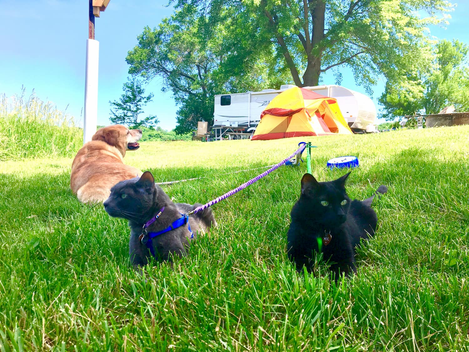 two cats and a dog tied up at campground