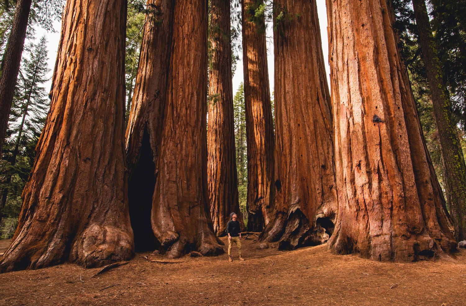 hiker amongst sequoias