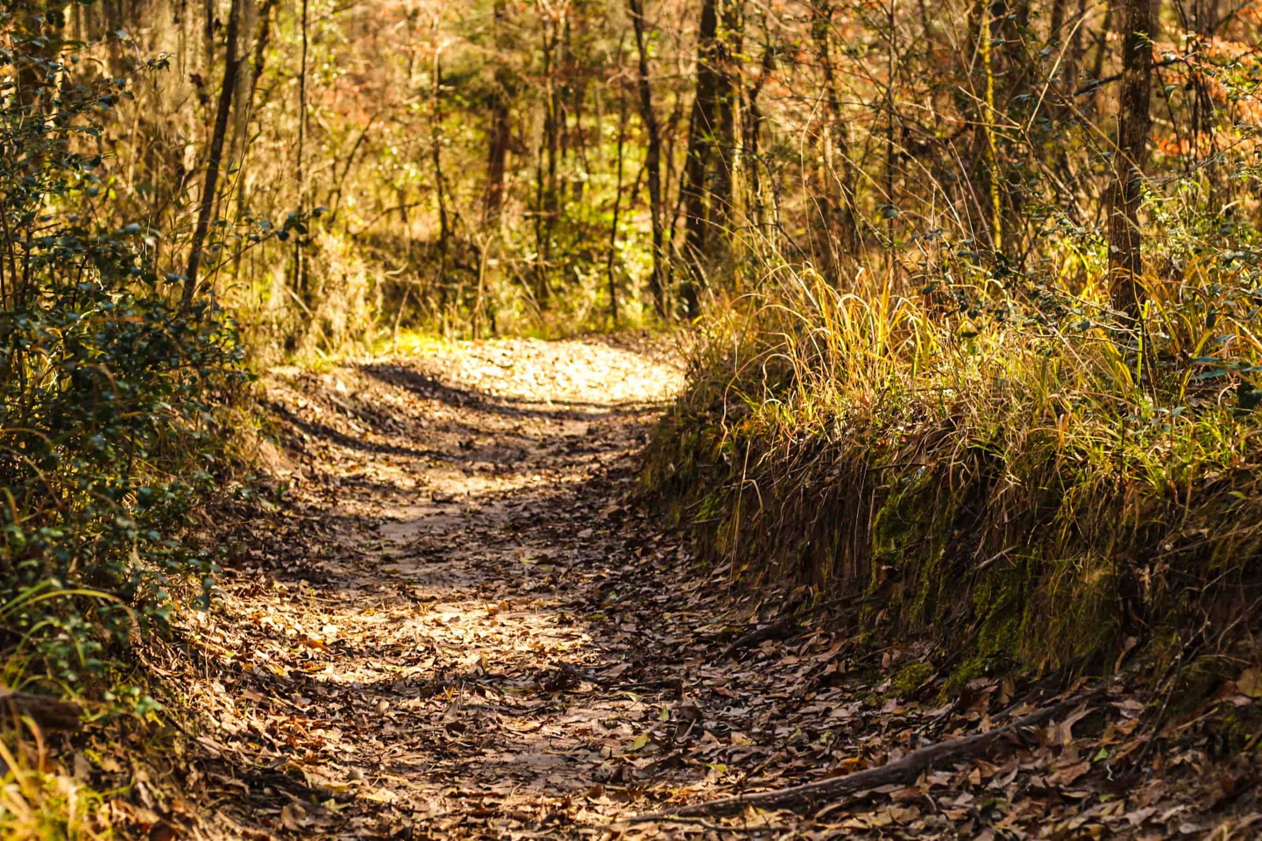 Lone Star Trail through Sam Houston National Forest in the fall.