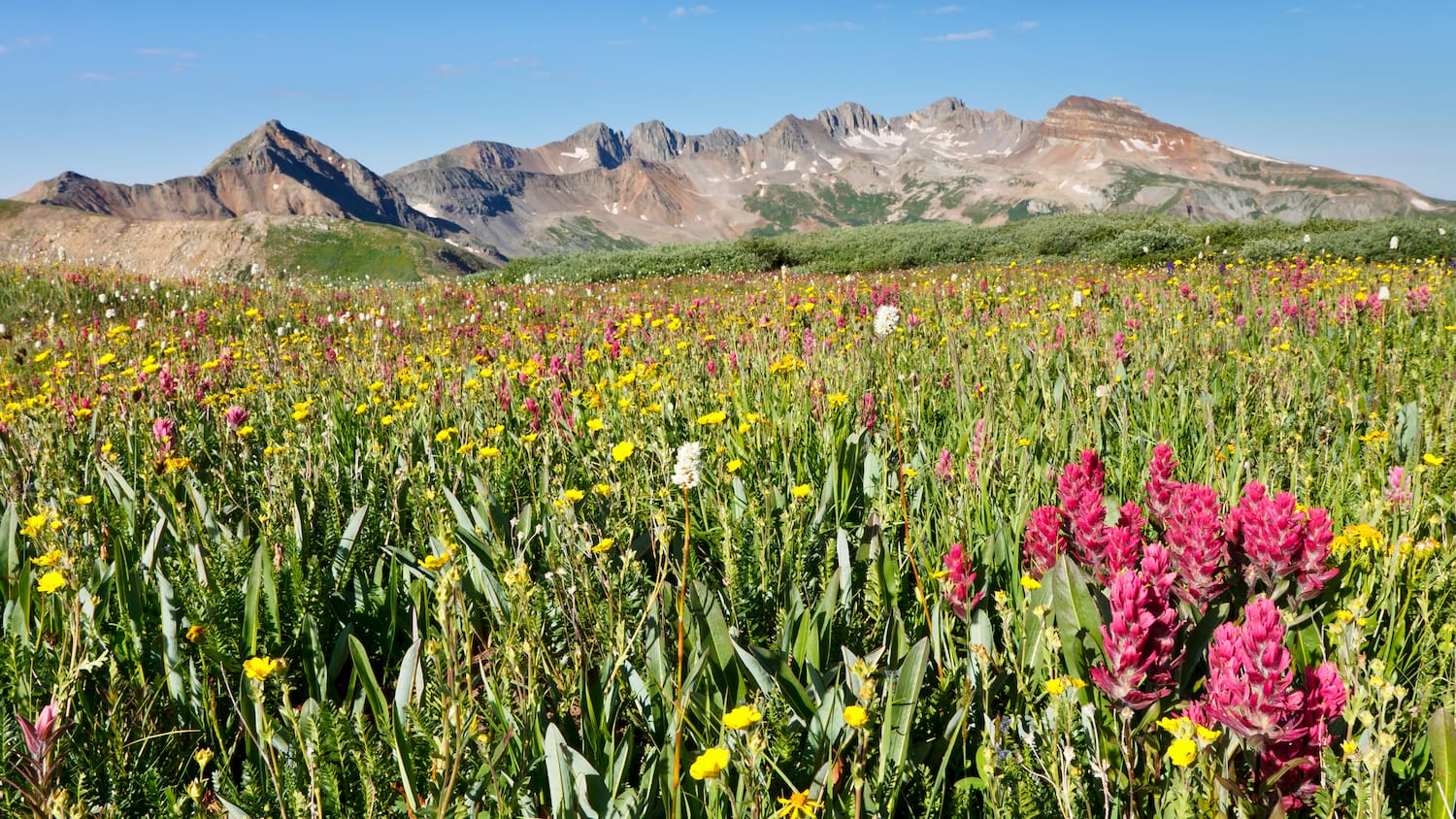 wildflowers in front of mountain range