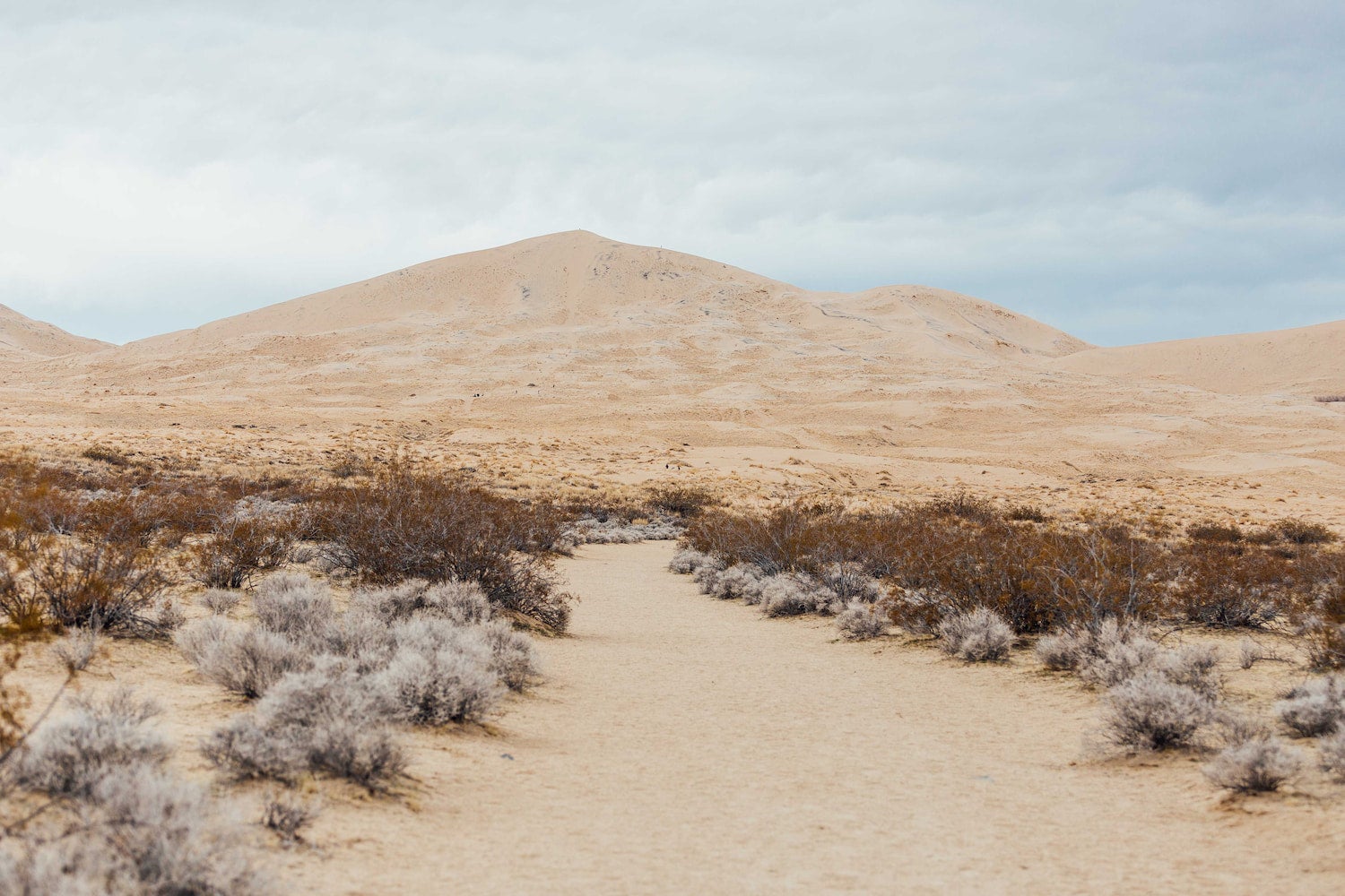 dunes and shrubs in mojave national preserve