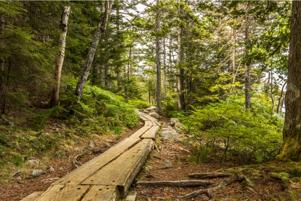 a forest wood acadia national park hiking trail