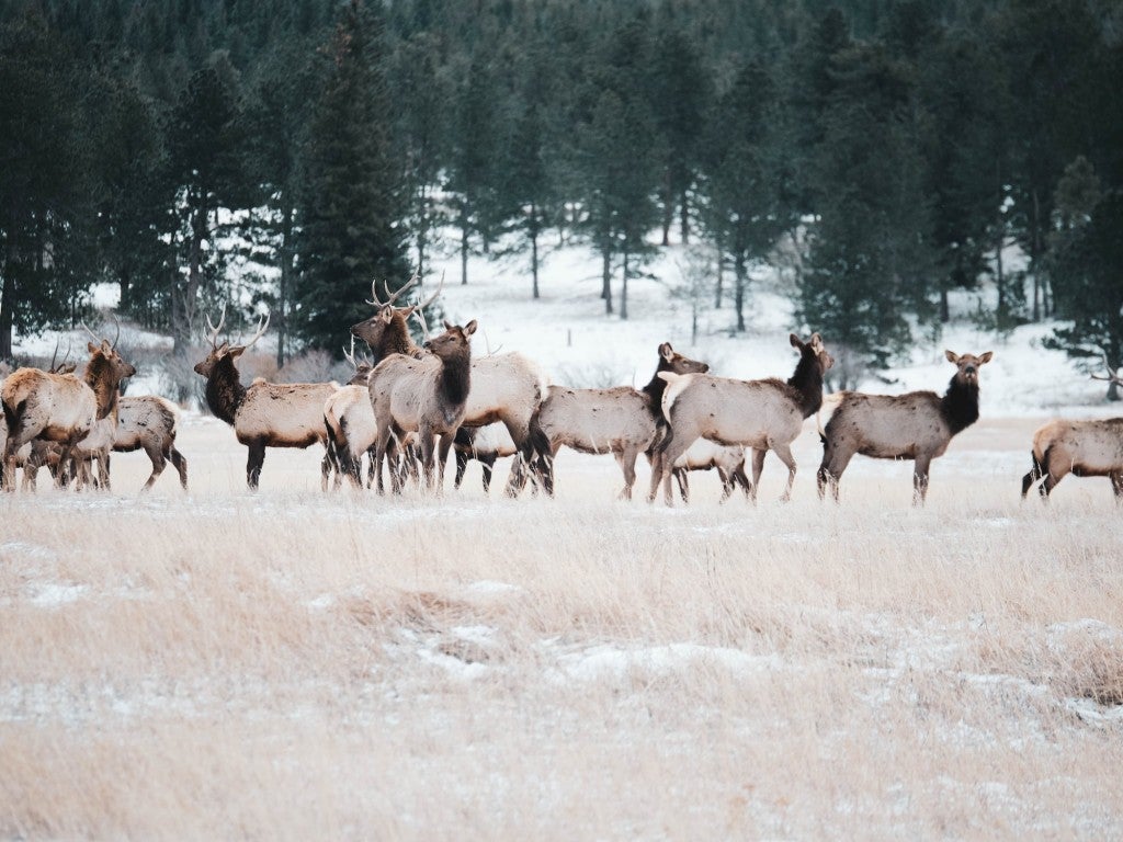 A herd of elk in a snowy landscape.